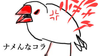 怒った文鳥のイラスト