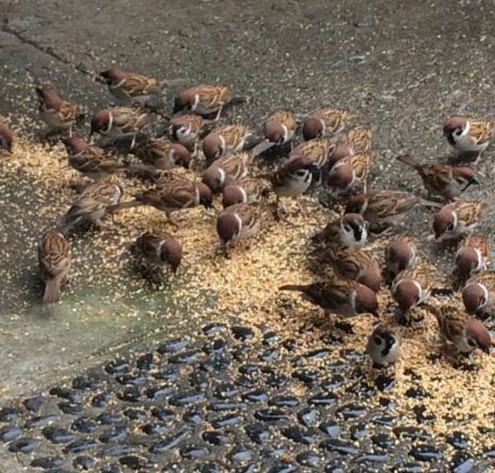 小鳥の病院の庭でたくさんのすずめがエサを食べている画像