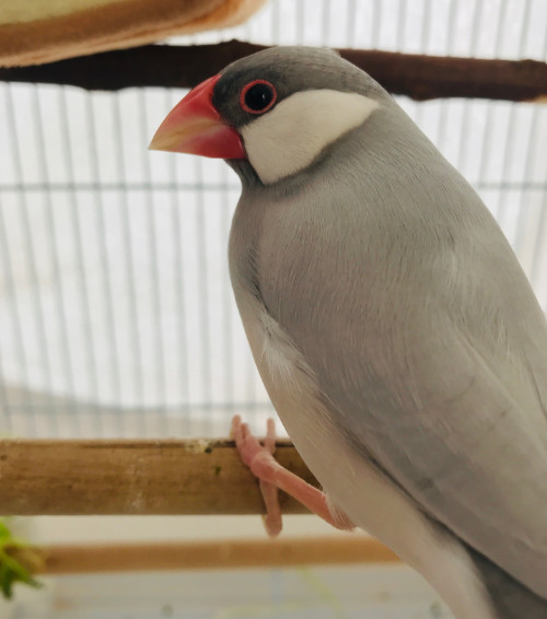 シルバー文鳥メスの画像