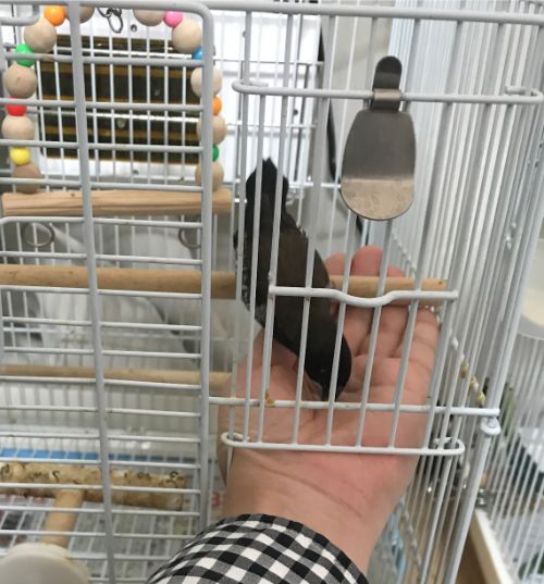 f:id:hamarimi:20191205001958j:plain